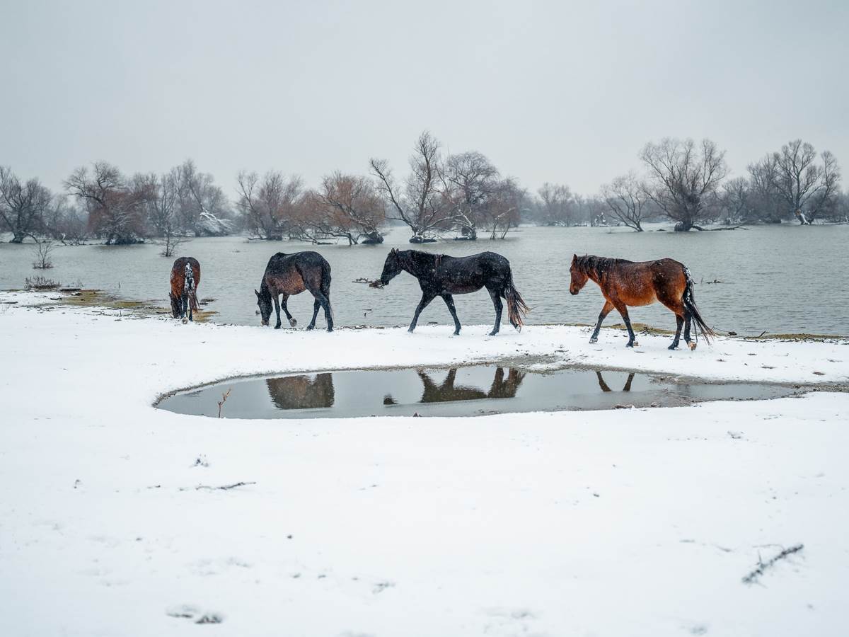 Na Krčedinskoj adi na Dunavu zarobljeno oko 130 životinja