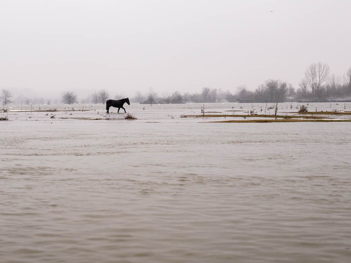 Na Krčedinskoj adi na Dunavu zarobljeno oko 130 životinja