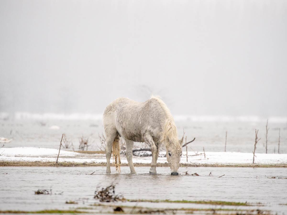 Na Krčedinskoj adi na Dunavu zarobljeno oko 130 životinja
