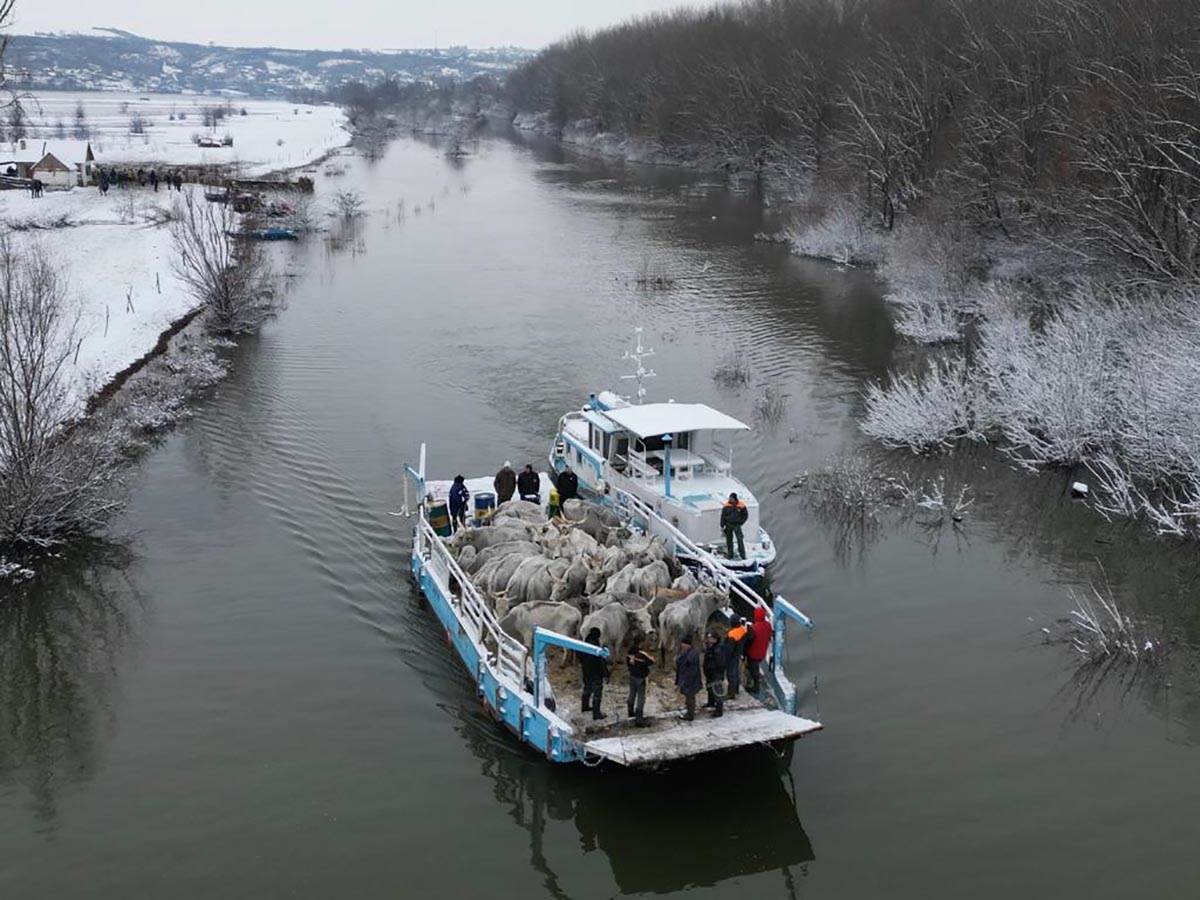 Evakuacija životinja sa Krčedinske ade (2).jpg