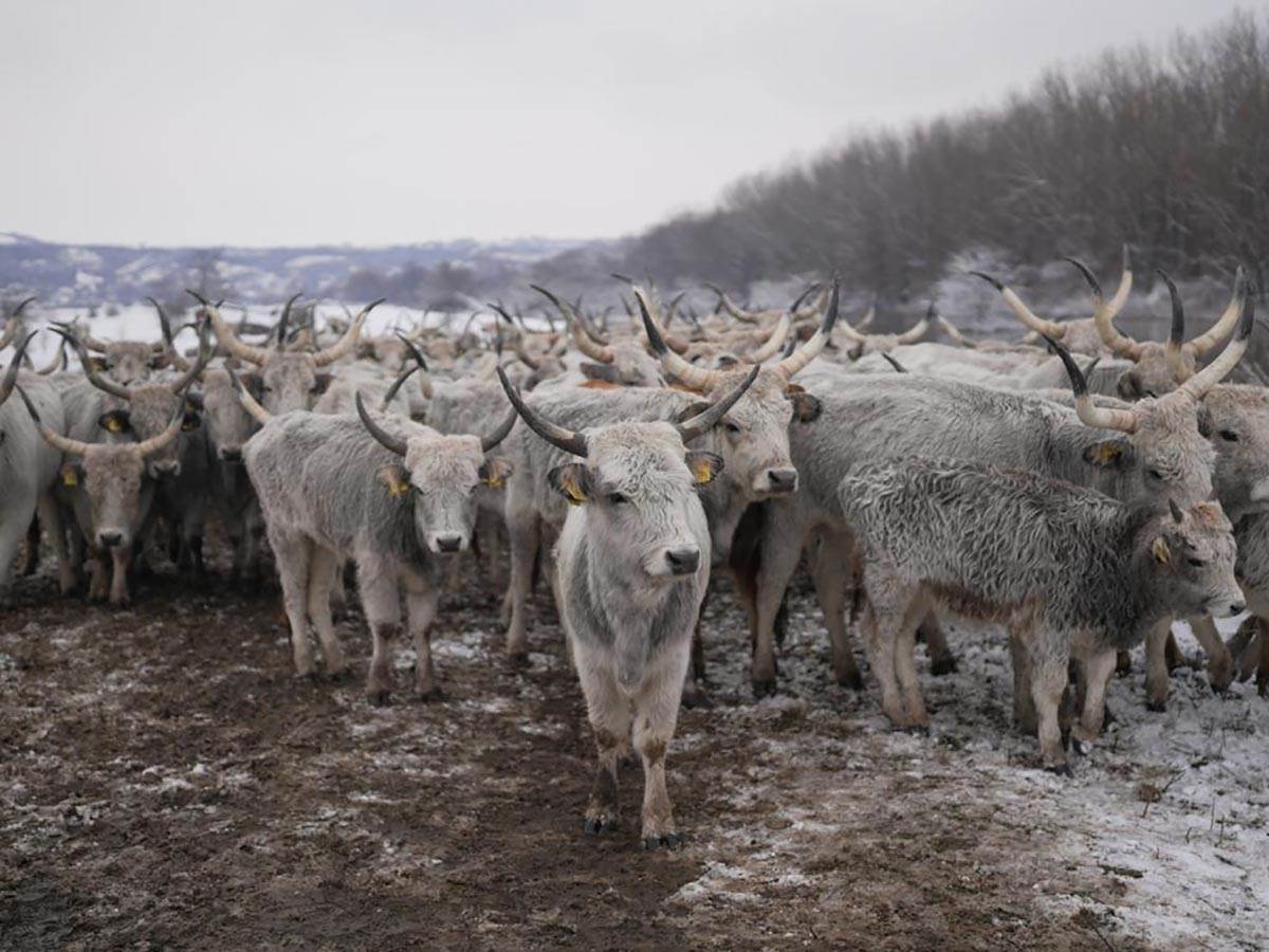 Evakuacija životinja sa Krčedinske ade (1).jpg