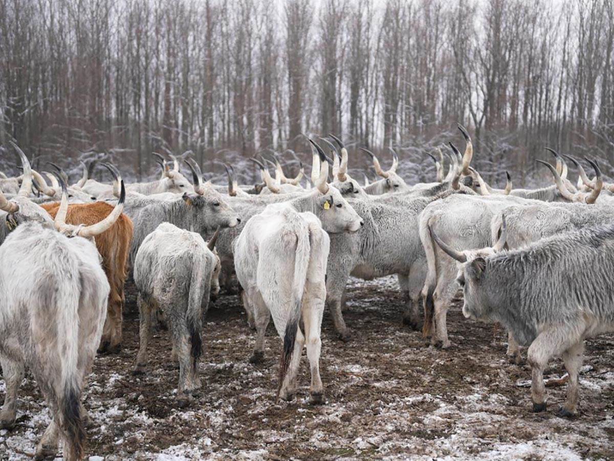 Počinje evakuacija krava i konja sa Krčedinske ade