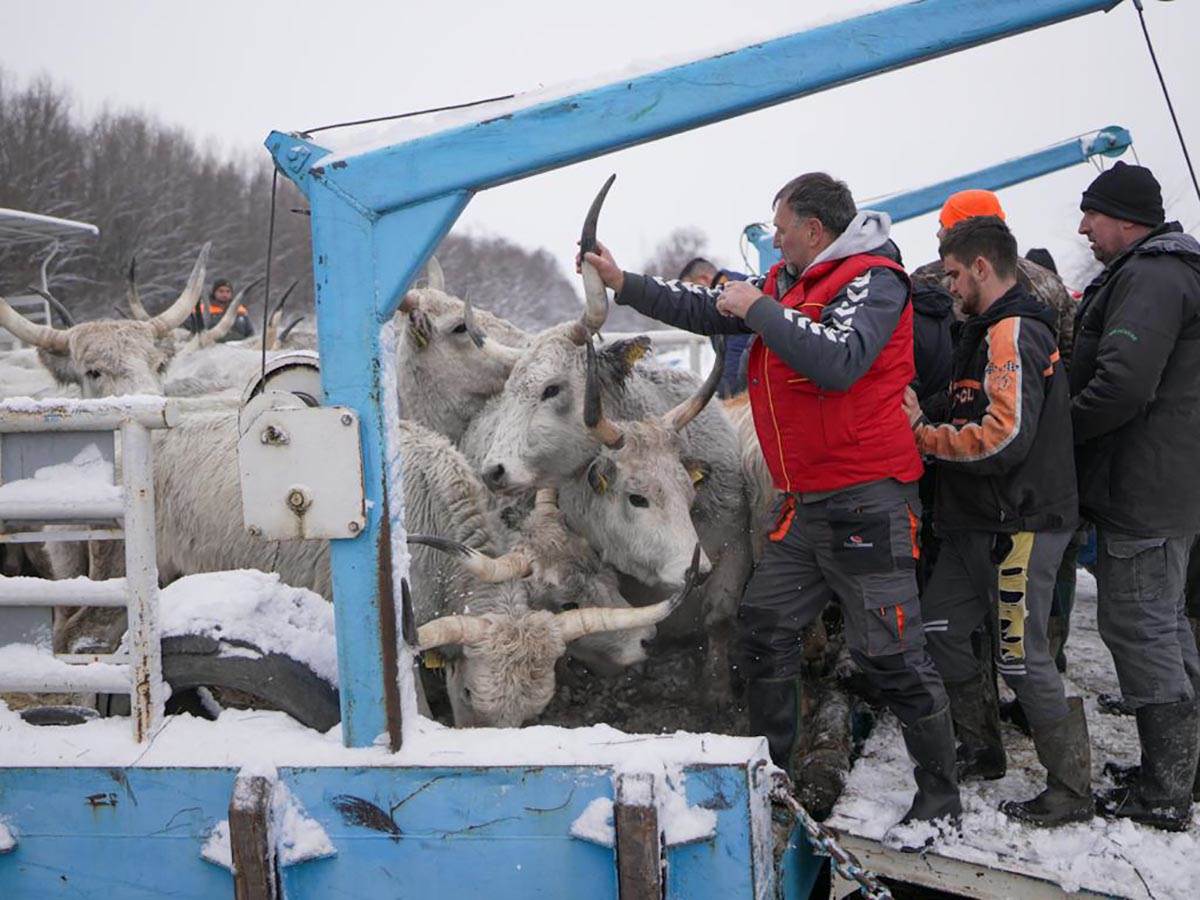 Počinje evakuacija krava i konja sa Krčedinske ade