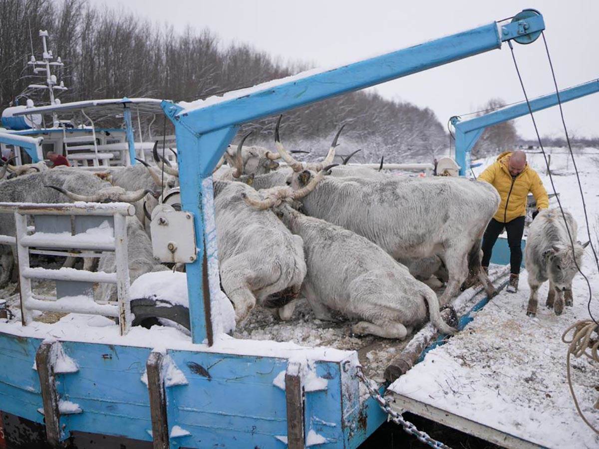 Počinje evakuacija krava i konja sa Krčedinske ade
