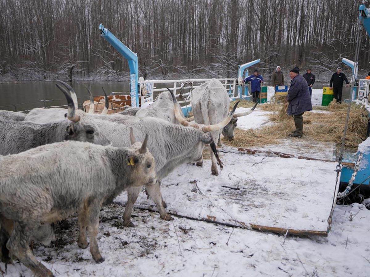 Počinje evakuacija krava i konja sa Krčedinske ade