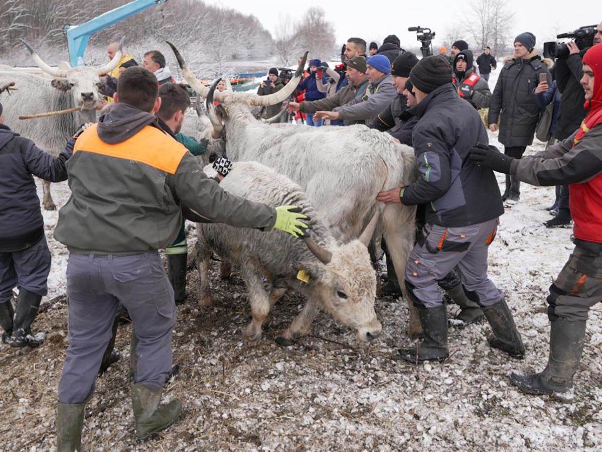 Počinje evakuacija krava i konja sa Krčedinske ade