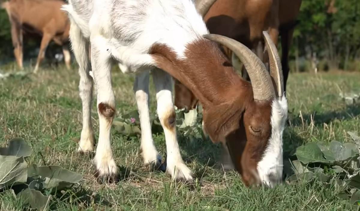 ŽENA GA OSTAVILA SA 7 ERO DJECE ON SE OPET OŽENIO (3).jpg