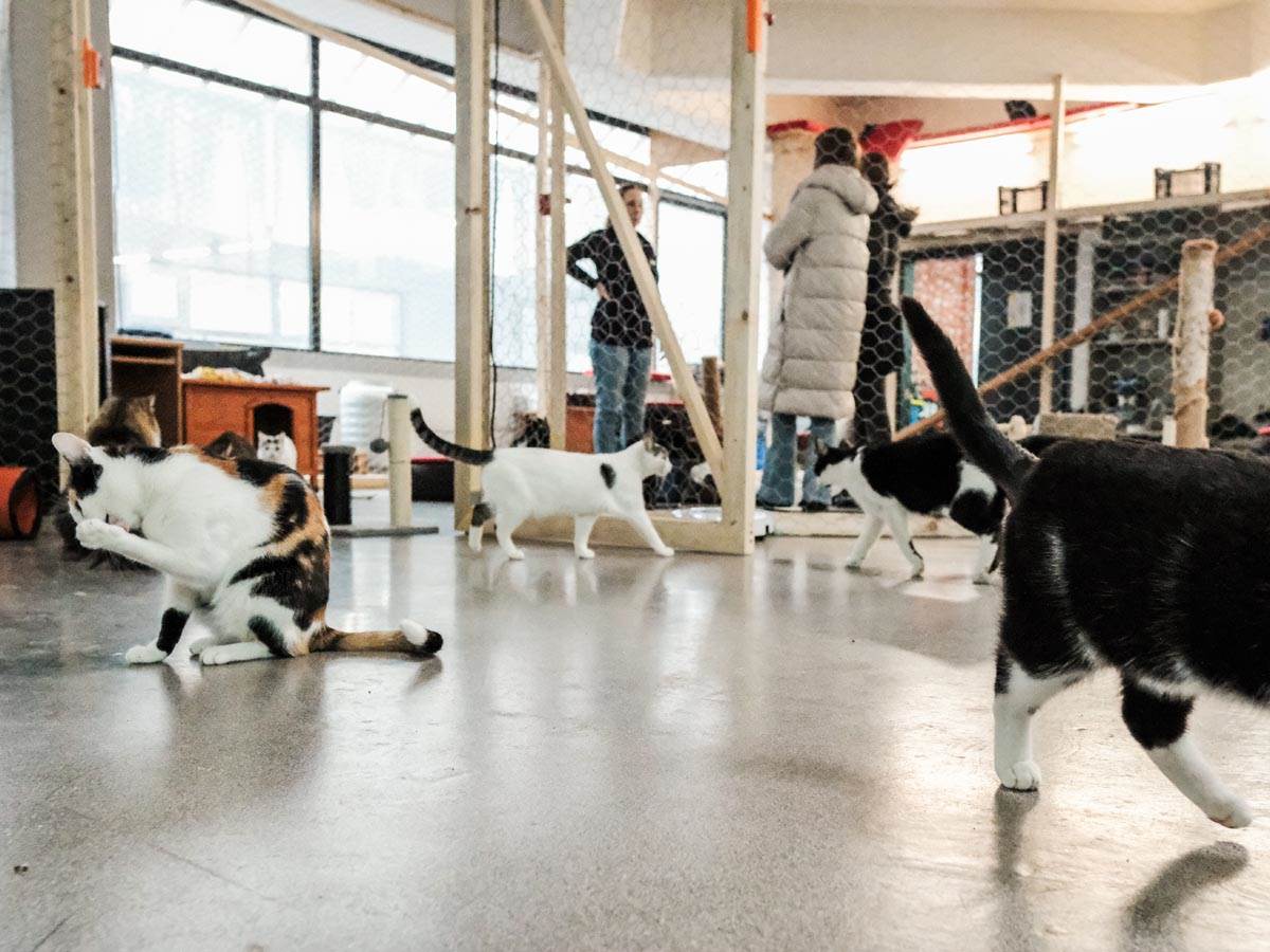 animal_rescue_rakovica_azil_za_životinje_mačke_stefan_stojanović_ (2).jpg