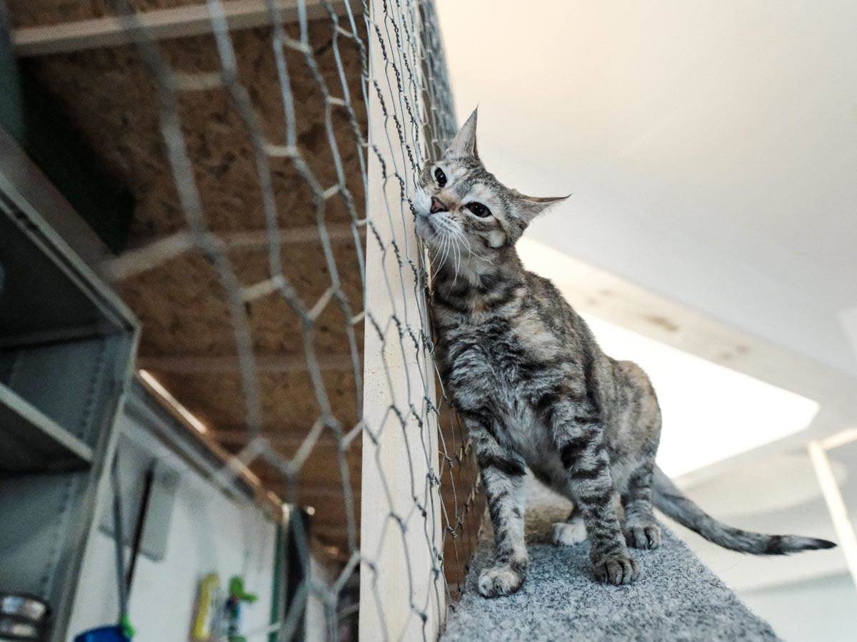 animal_rescue_rakovica_azil_za_životinje_mačke_stefan_stojanović_ (4).jpg