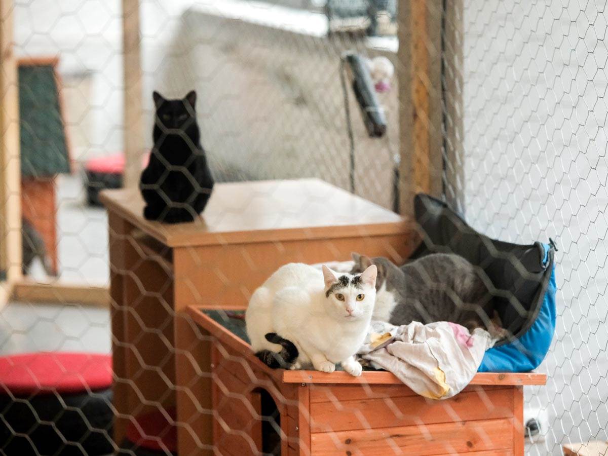 animal_rescue_rakovica_azil_za_životinje_mačke_stefan_stojanović_ (9).jpg