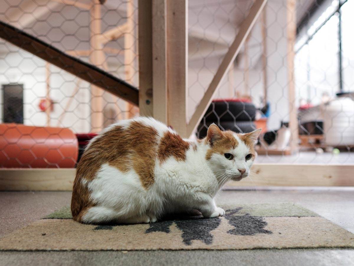 animal_rescue_rakovica_azil_za_životinje_mačke_stefan_stojanović_ (11).jpg