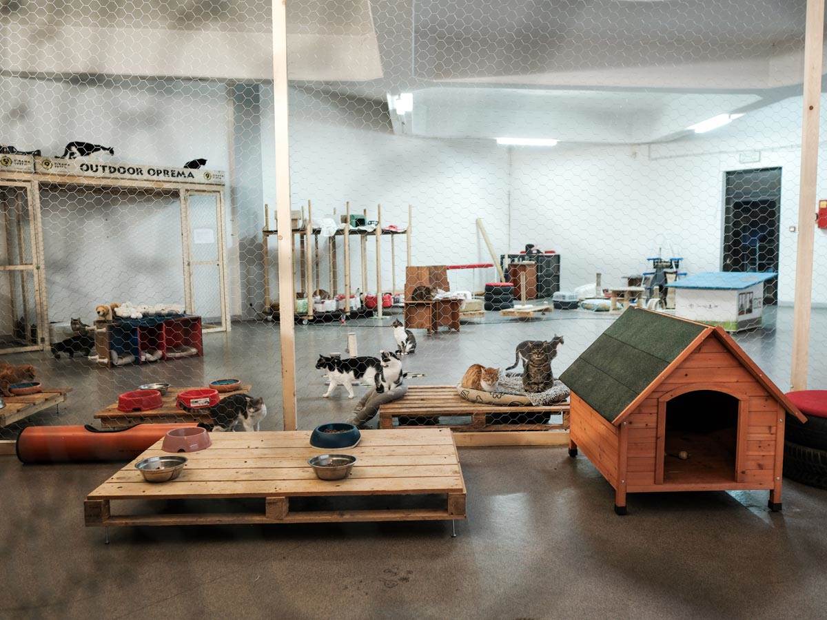 animal_rescue_rakovica_azil_za_životinje_mačke_stefan_stojanović_ (12).jpg