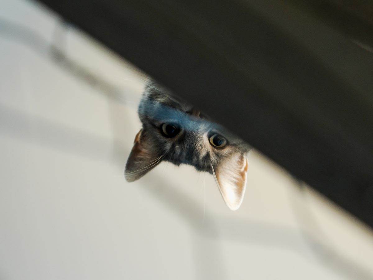 animal_rescue_rakovica_azil_za_životinje_mačke_stefan_stojanović_ (13).jpg