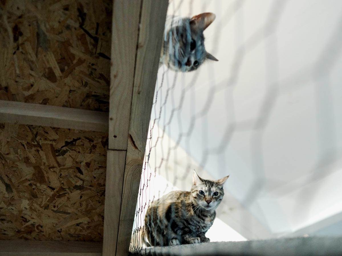 animal_rescue_rakovica_azil_za_životinje_mačke_stefan_stojanović_ (14).jpg