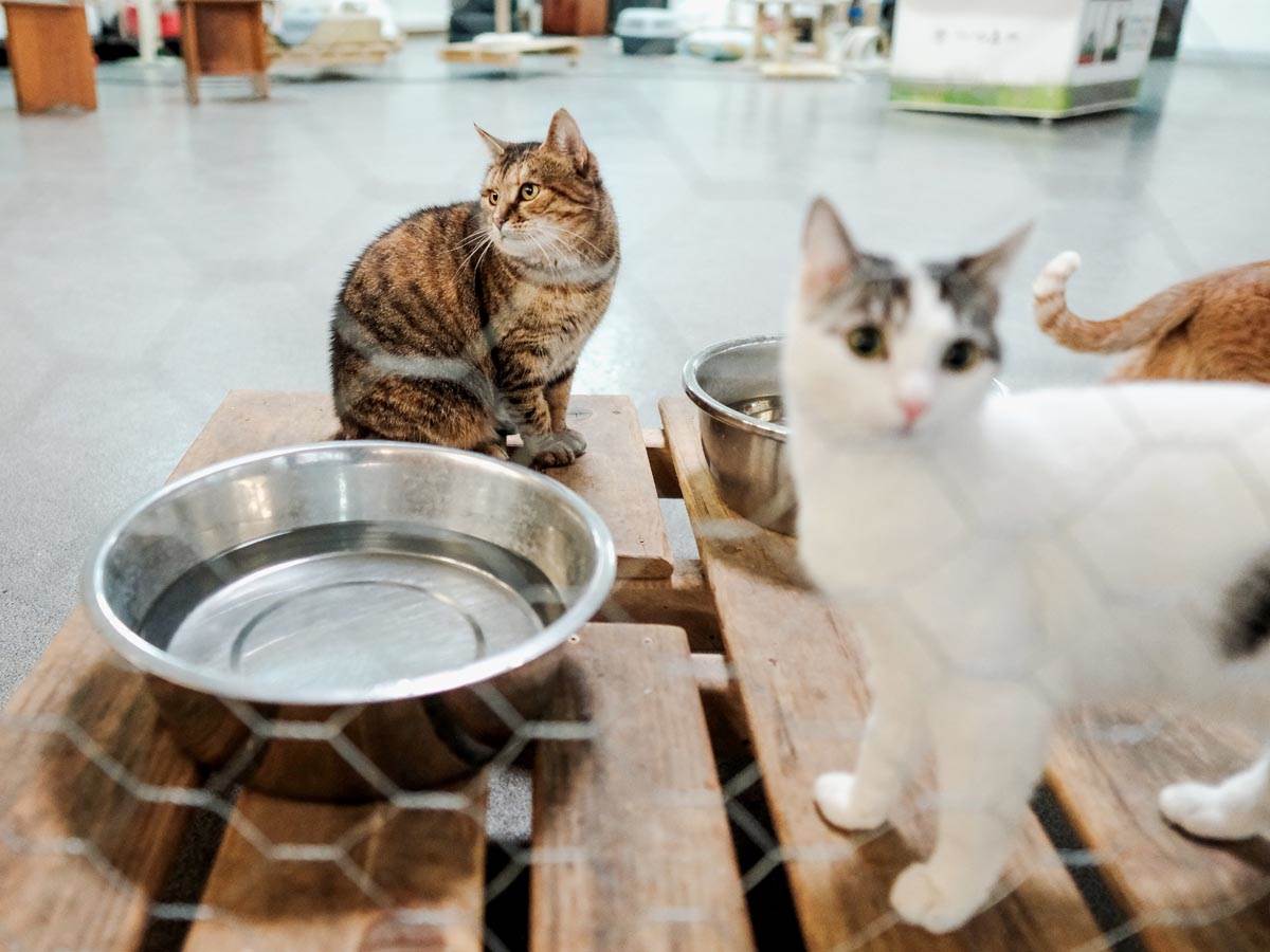 animal_rescue_rakovica_azil_za_životinje_mačke_stefan_stojanović_ (16).jpg