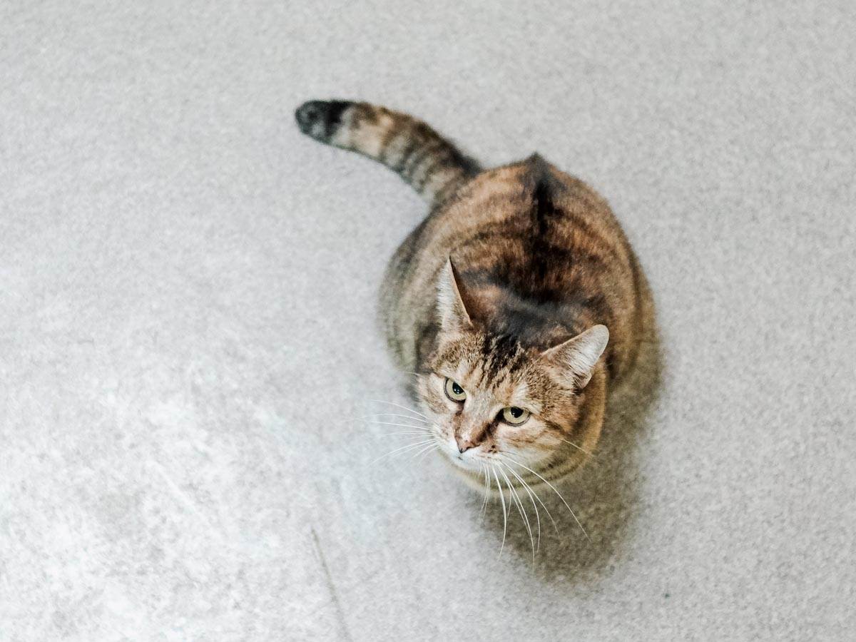 animal_rescue_rakovica_azil_za_životinje_mačke_stefan_stojanović_ (17).jpg