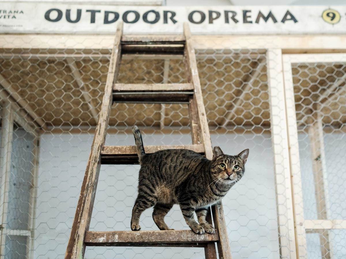 animal_rescue_rakovica_azil_za_životinje_mačke_stefan_stojanović_ (19).jpg