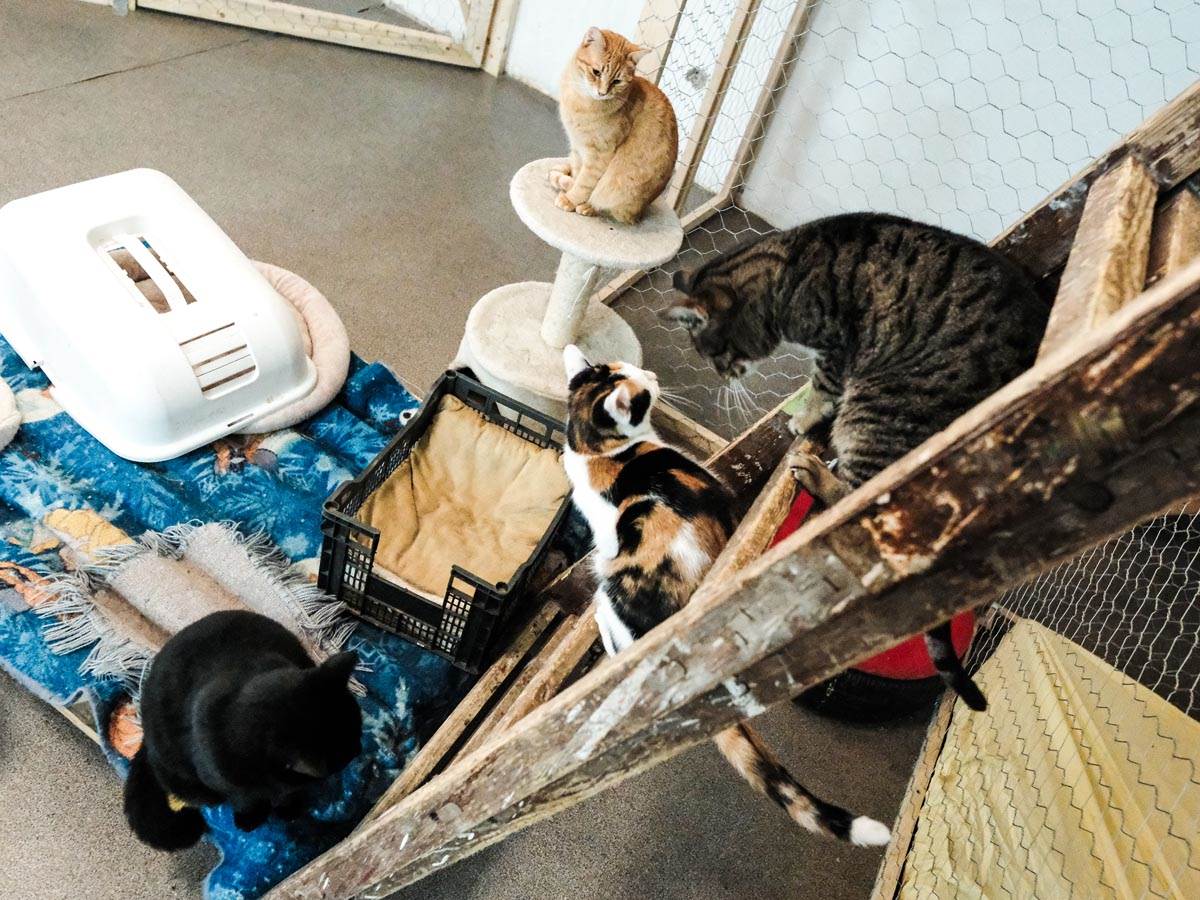 animal_rescue_rakovica_azil_za_životinje_mačke_stefan_stojanović_ (20).jpg