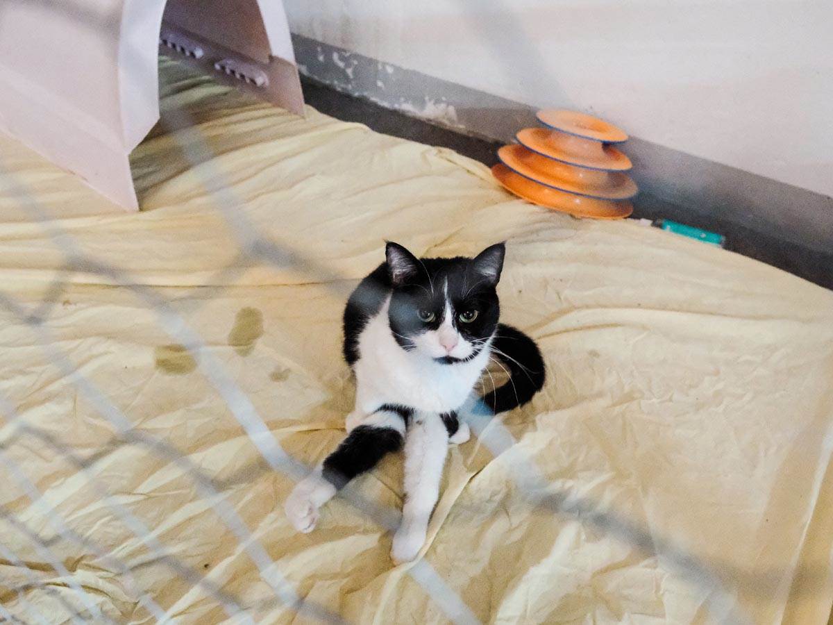 animal_rescue_rakovica_azil_za_životinje_mačke_stefan_stojanović_ (22).jpg