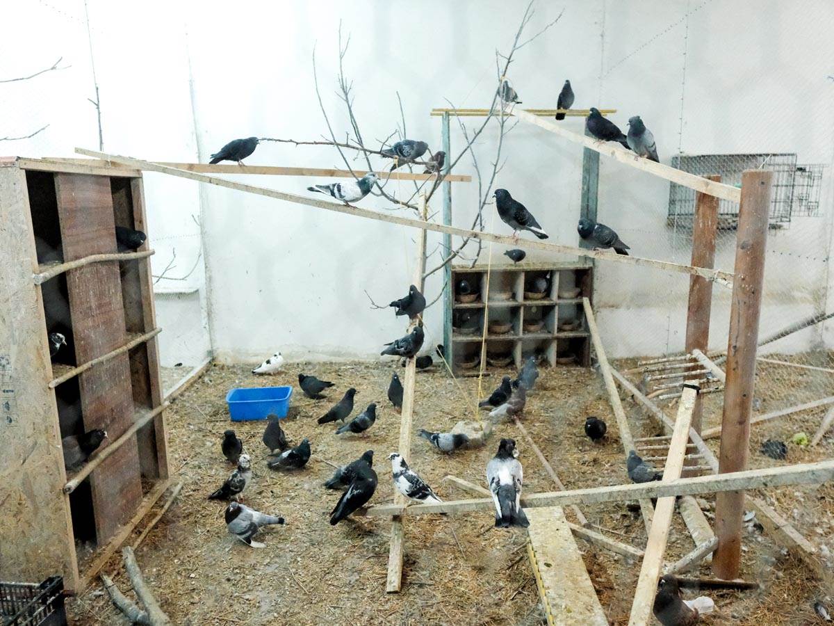 animal_rescue_rakovica_azil_za_životinje_ptice_stefan_stojanović_ (5).jpg