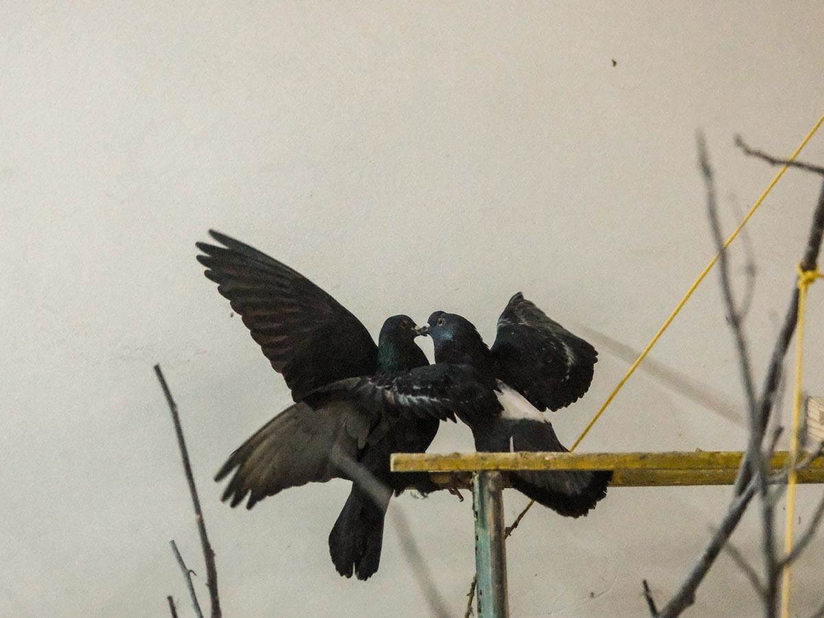 animal_rescue_rakovica_azil_za_životinje_ptice_stefan_stojanović_ (6).jpg