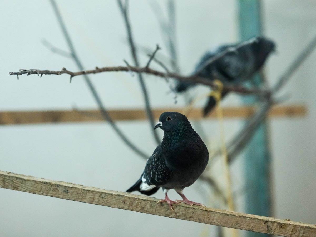 animal_rescue_rakovica_azil_za_životinje_ptice_stefan_stojanović_ (7).jpg