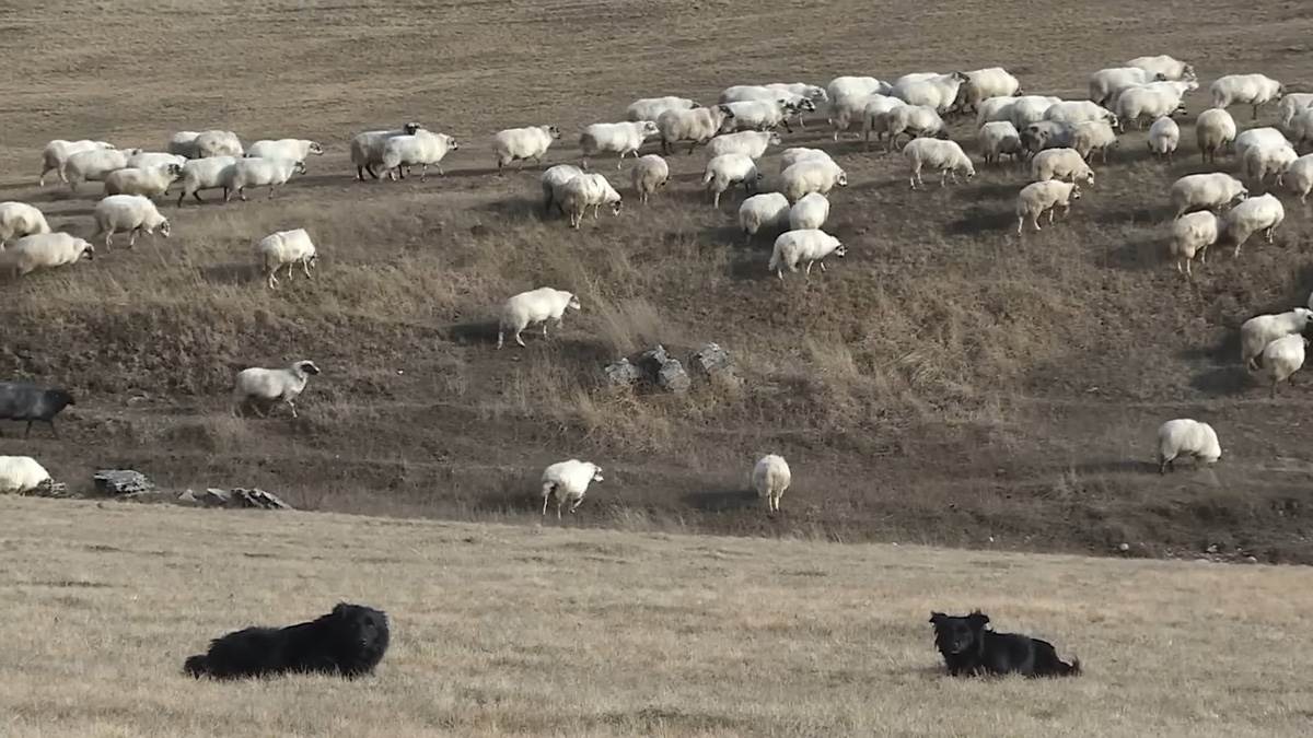 Priča sa katuna Ravno (3) copy.jpg