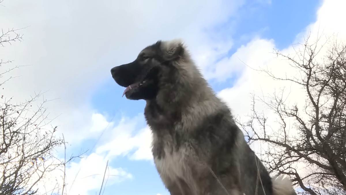 Priča sa katuna Ravno (8) copy.jpg