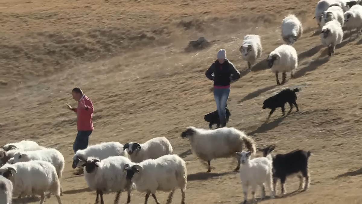 Priča sa katuna Ravno (11) copy.jpg