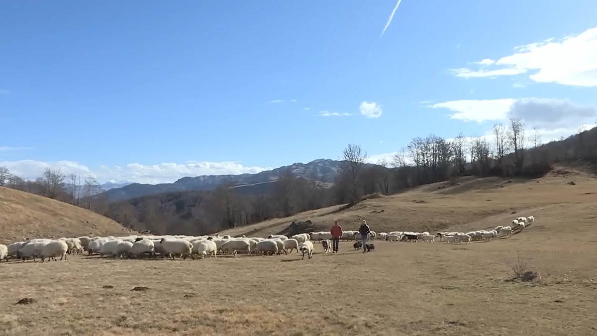 Priča sa katuna Ravno (12) copy.jpg