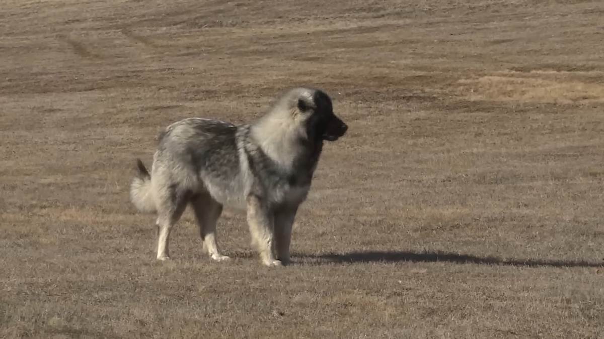 Priča sa katuna Ravno (13) copy.jpg