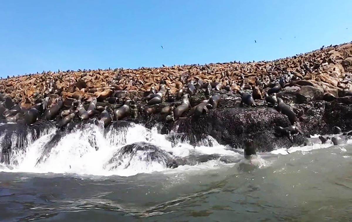 Plivanje sa morskim lavovima