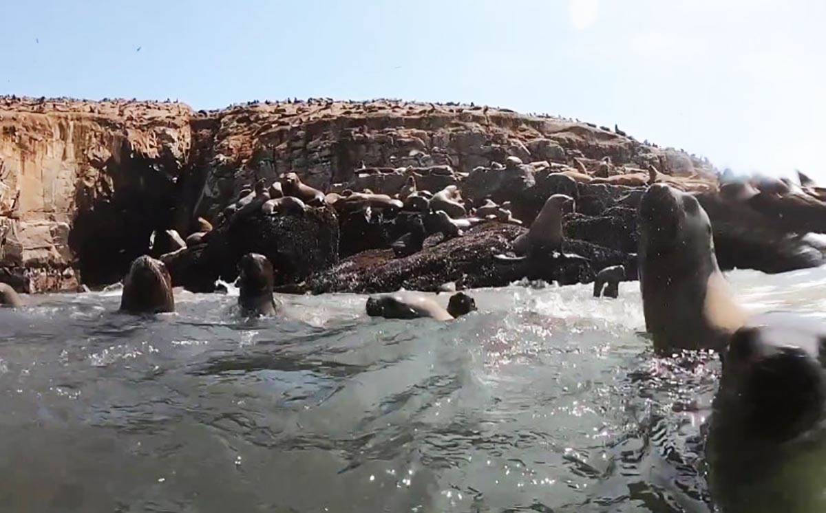 Plivanje sa morskim lavovima