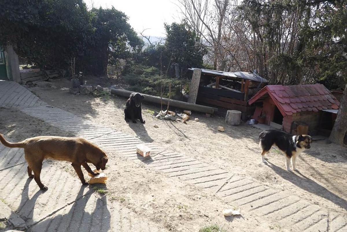 Ubistvo Beočin (6) copy.jpg