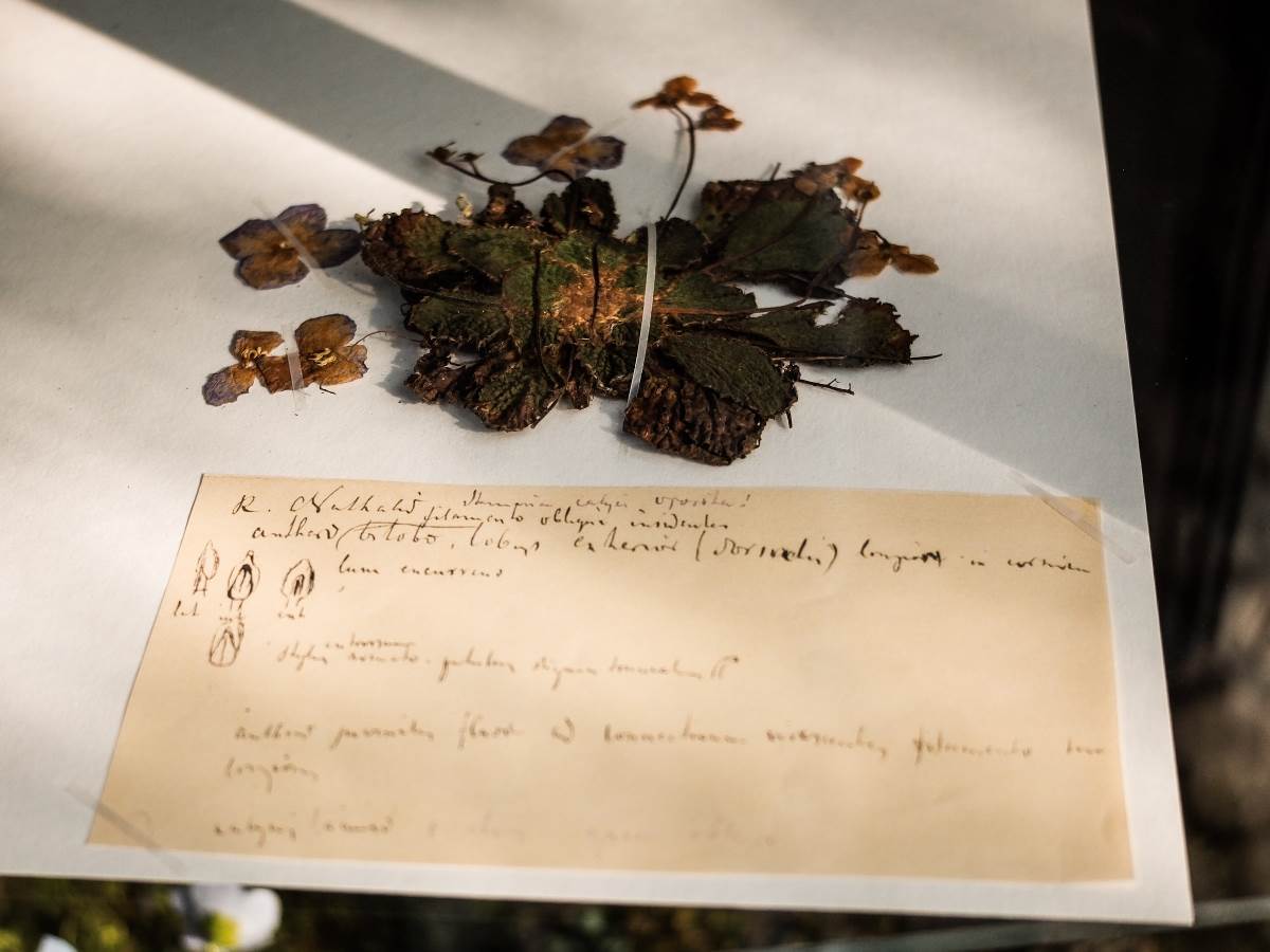 Natalijina ramonda simbol je oporavka srpke vojske, a naseljava samo određena područja