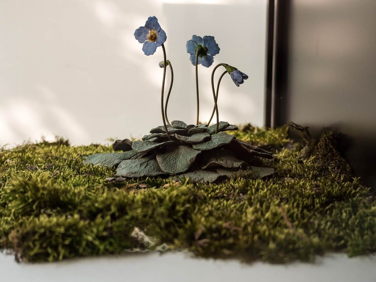 Natalijina ramonda simbol je oporavka srpke vojske, a naseljava samo određena područja