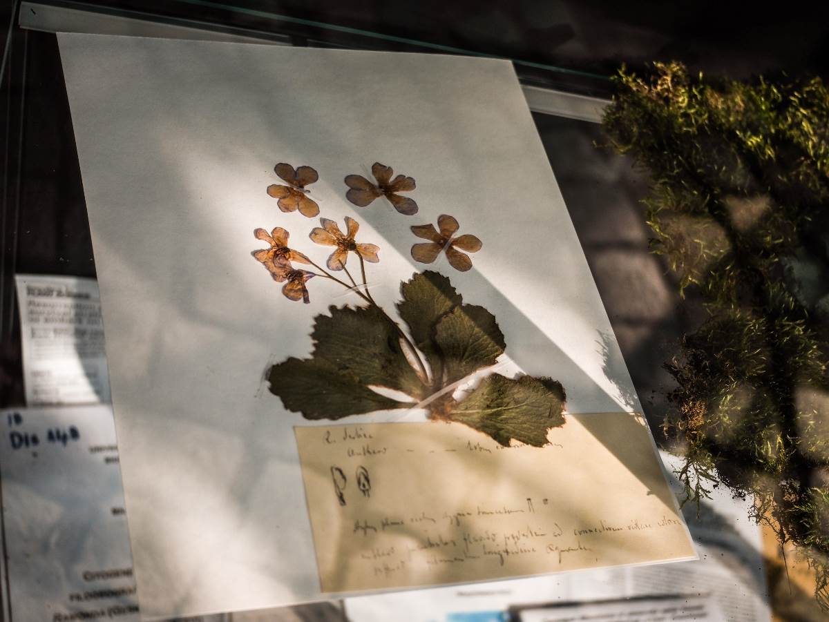 Natalijina ramonda simbol je oporavka srpke vojske, a naseljava samo određena područja