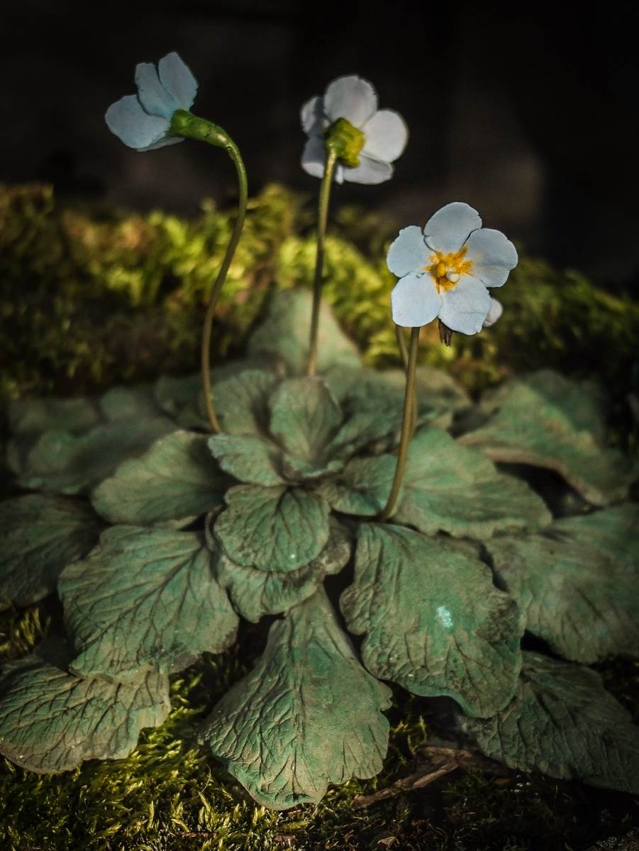 Natalijina ramonda simbol je oporavka srpke vojske, a naseljava samo određena područja