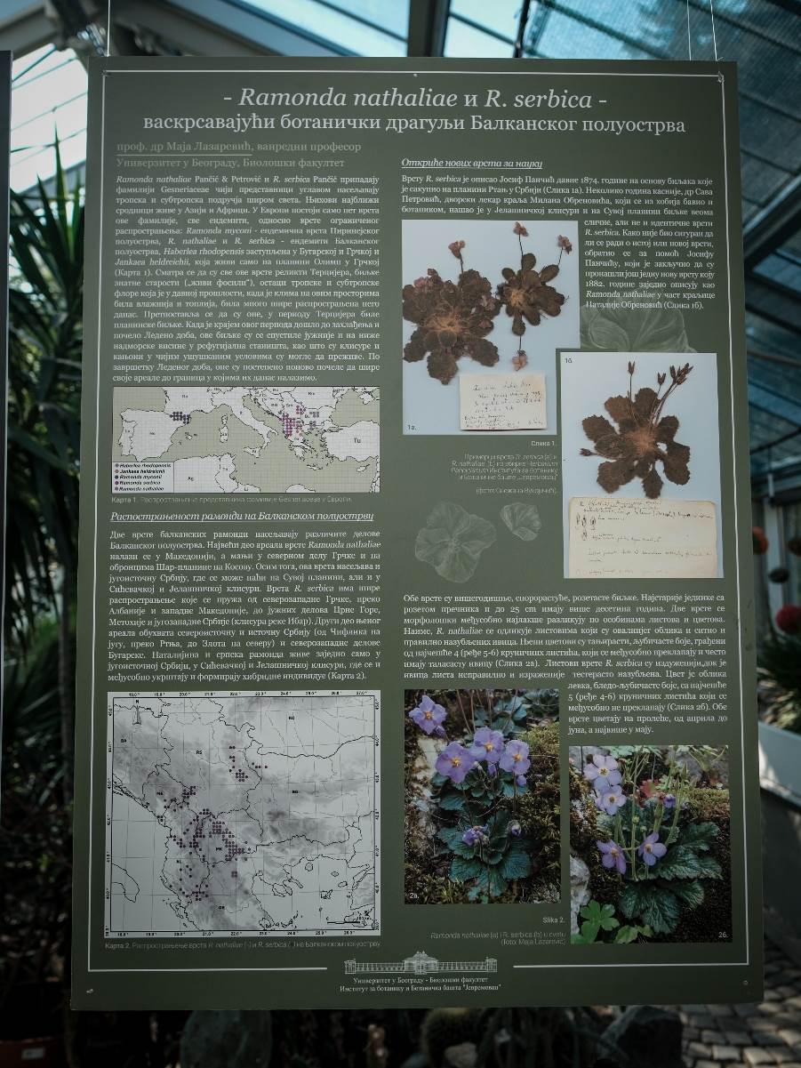 ramonda_cvet_stefan_stojanović_ (19).jpg