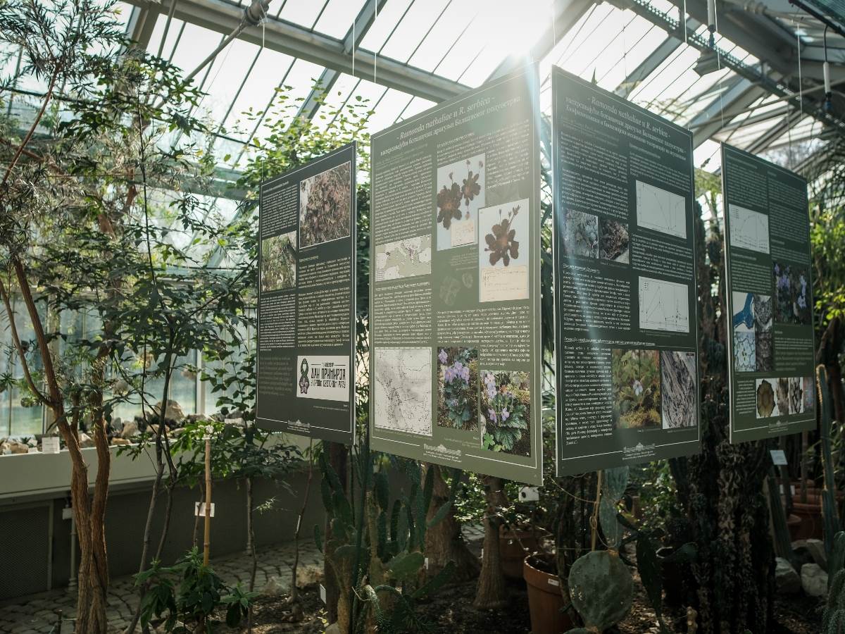 Natalijina ramonda simbol je oporavka srpke vojske, a naseljava samo određena područja