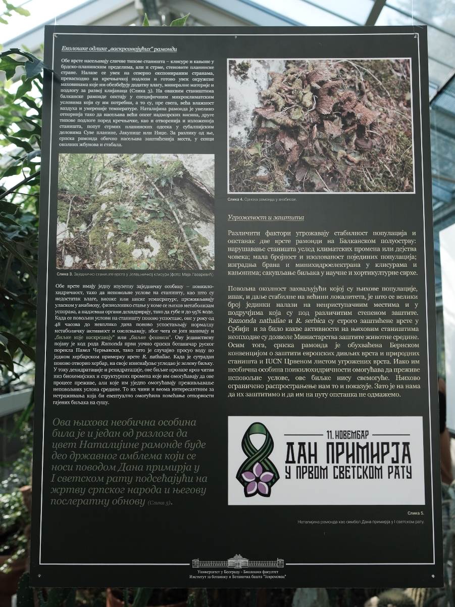 ramonda_cvet_stefan_stojanović_ (18).jpg