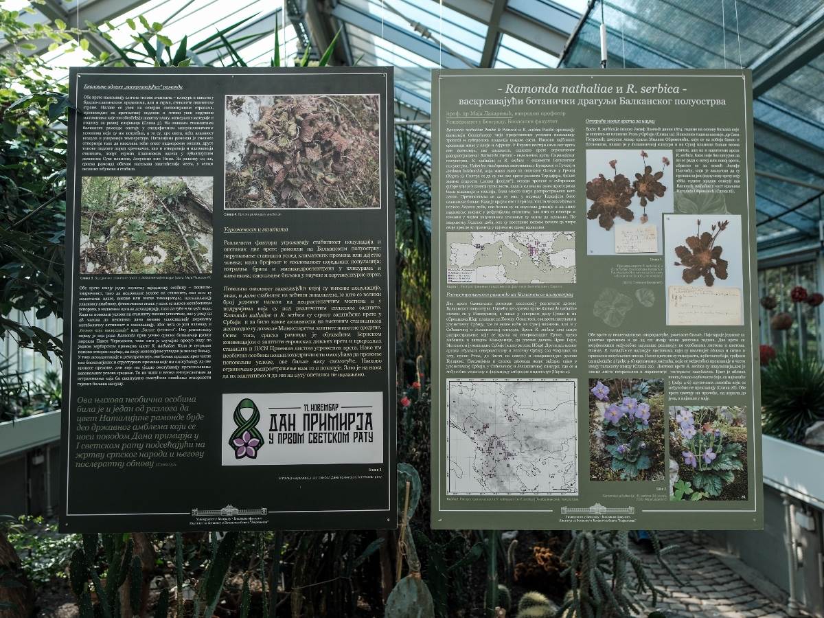 ramonda_cvet_stefan_stojanović_ (17).jpg