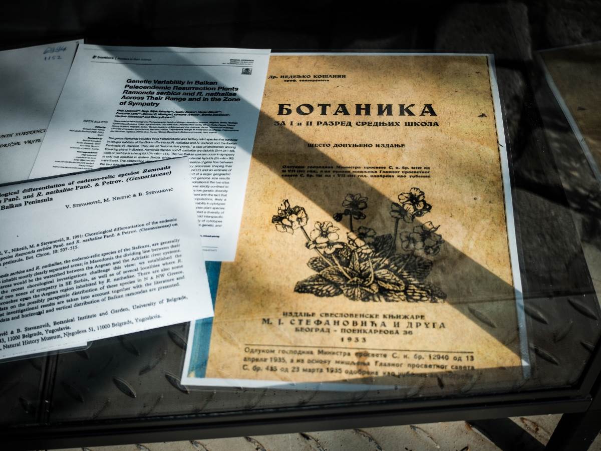 ramonda_cvet_stefan_stojanović_ (16).jpg