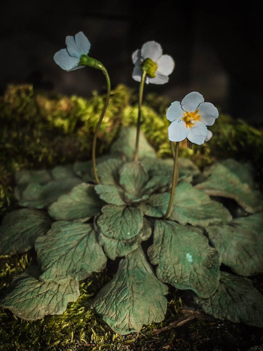 ramonda_cvet_stefan_stojanović_ (12).jpg