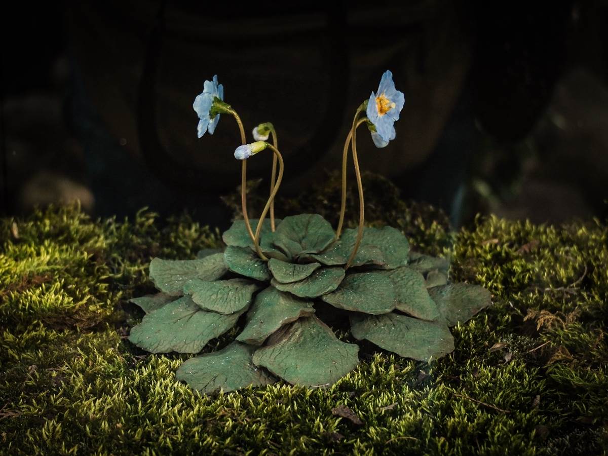 ramonda_cvet_stefan_stojanović_ (11).jpg