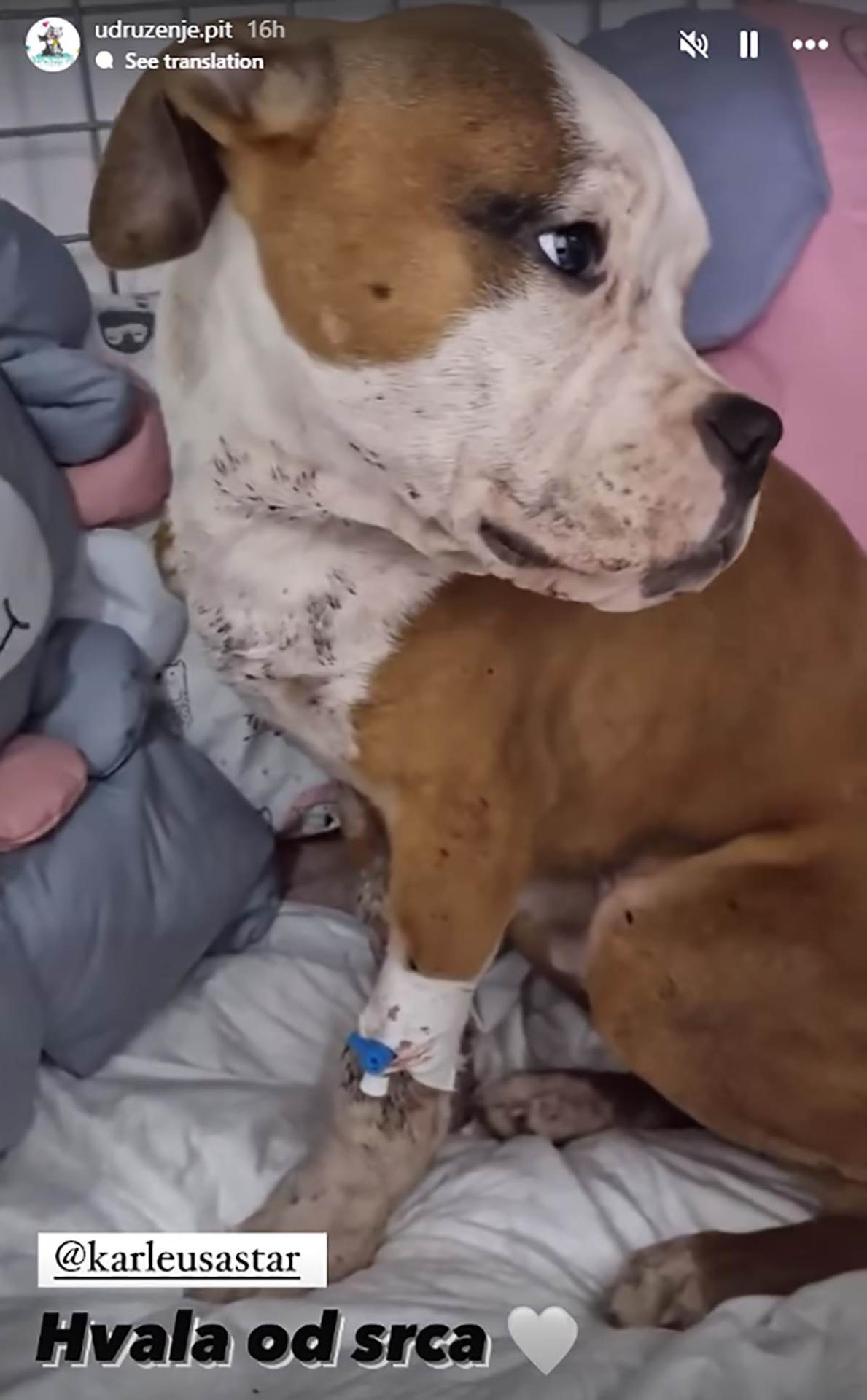 Jelena Karleuša platila operaciju unakaženom psu