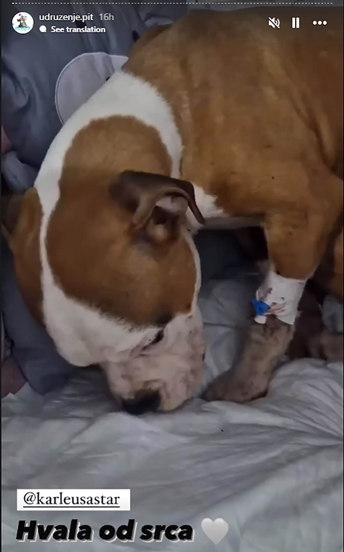 Jelena Karleuša platila operaciju unakaženom psu