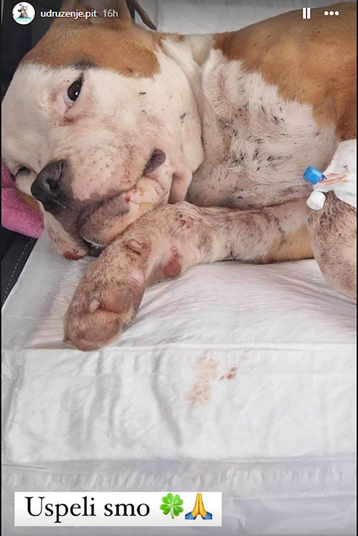 Jelena Karleuša platila operaciju unakaženom psu