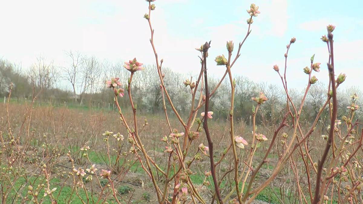 David iz Svilajnca (5).jpg