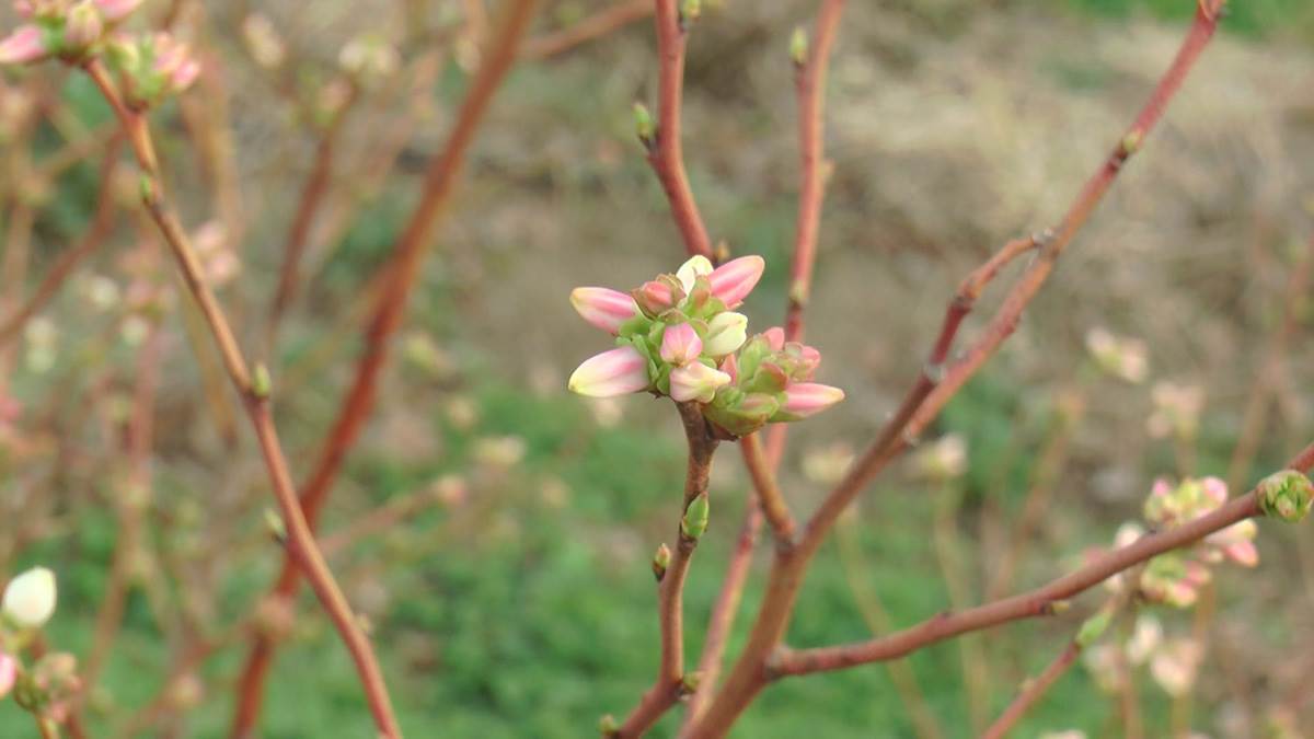 David iz Svilajnca (6).jpg